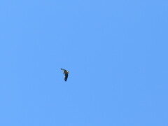Geranoaetus albicaudatus