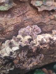 Chondrostereum purpureum