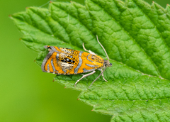 Olethreutes arcuella