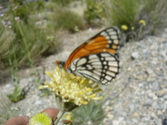 Hymenopappus