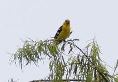 Pheucticus chrysogaster