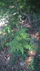 Pteridium tauricum