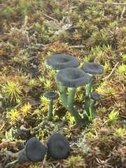 Arrhenia chlorocyanea