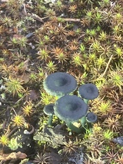 Arrhenia chlorocyanea