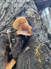 Flammulina