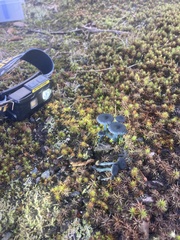 Arrhenia chlorocyanea