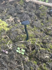 Arrhenia chlorocyanea