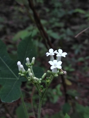 Euphorbiaceae