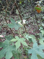 Euphorbiaceae