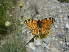 Hymenopappus