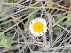 Erigeron quercifolius