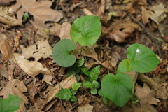 Viola mirabilis