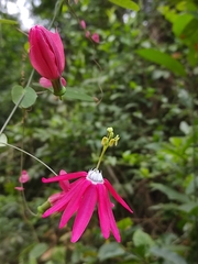 Passiflora