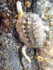 Acanthochitona fascicularis