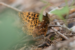 Boloria titania