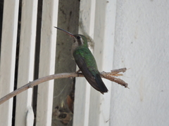 Cynanthus latirostris