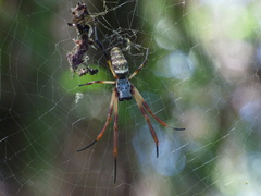 Trichonephila sexpunctata