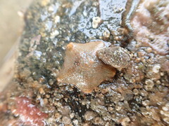 Asterina gibbosa