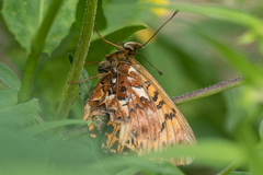 Boloria titania