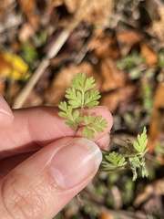 Chaerophyllum tainturieri