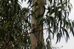 Pheucticus chrysogaster