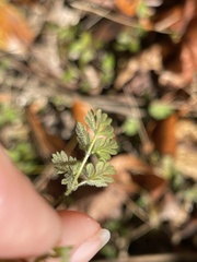 Chaerophyllum tainturieri