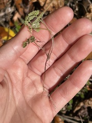 Chaerophyllum tainturieri