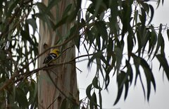 Pheucticus chrysogaster