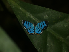 Argyrogrammana
