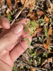 Chaerophyllum tainturieri