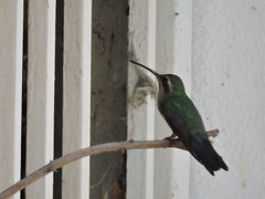 Cynanthus latirostris