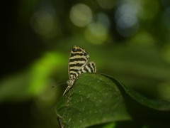 Argyrogrammana