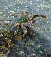 Grapsus albolineatus