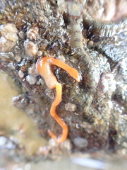 Tubulanus