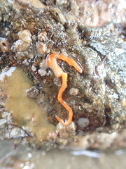 Tubulanus