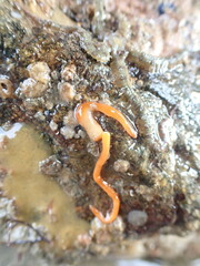 Tubulanus