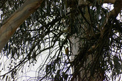 Pheucticus chrysogaster