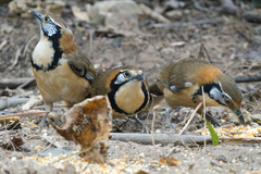Pterorhinus pectoralis