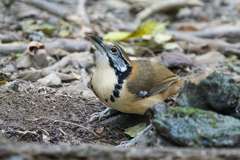 Pterorhinus pectoralis