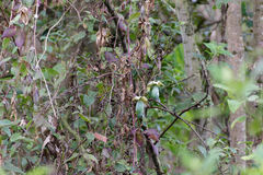 Cobaea scandens