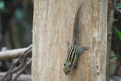 Tamiops mcclellandii