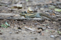 Tamiops mcclellandii