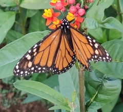 Danaus plexippus