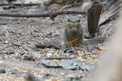 Tamiops mcclellandii