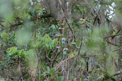 Cobaea scandens