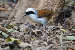 Garrulax leucolophus