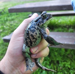 Anaxyrus boreas halophilus