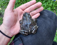 Anaxyrus boreas halophilus