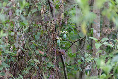 Cobaea scandens
