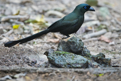 Crypsirina temia